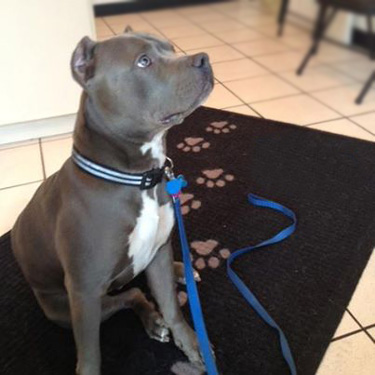 Handsome Pit Bull poses in the lobby