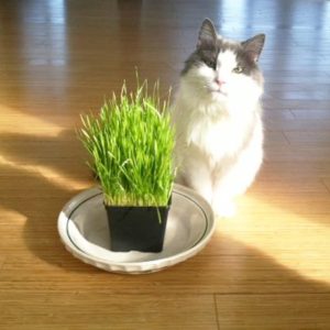kitty wheat grass