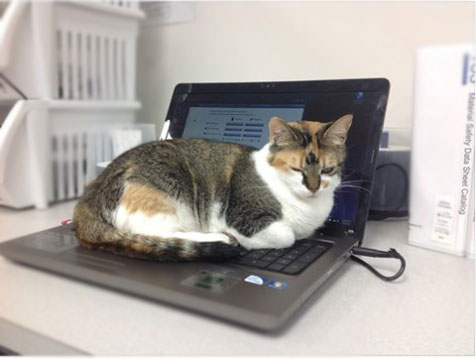 Calico office cat rests on the keyboard of a computer.