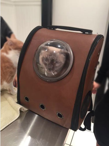 Siamese cats in a cute carrier with a bubble window visit Dr. Cuesta at Airport Animal Hospital.