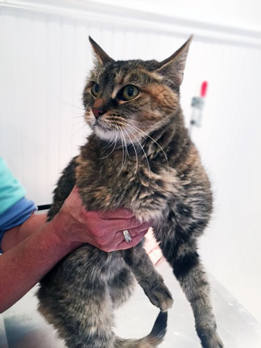 Domestic grey and brown tabby cat visits vet at Airport Animal Hospital.