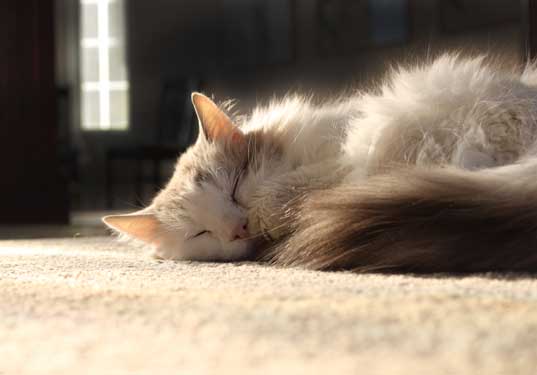 Cuesta family cat, fluffy white Chopstick, taking a nap.