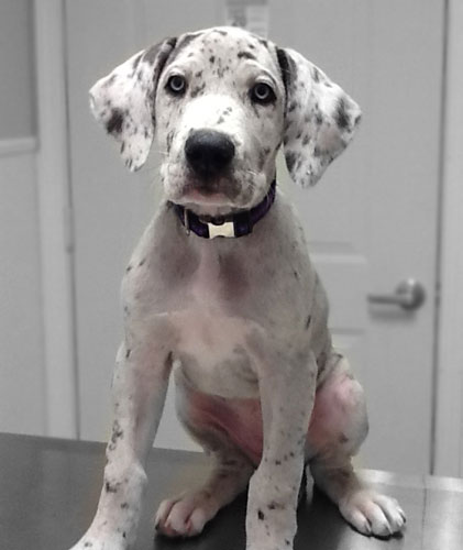 Dalmation puppy waits in exam room.