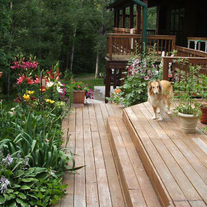 Photo of Lassie in a porch with blooming flowers