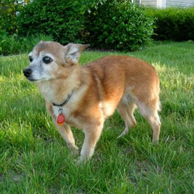 Photo of adopted rescue dog Lilac on a green lawn