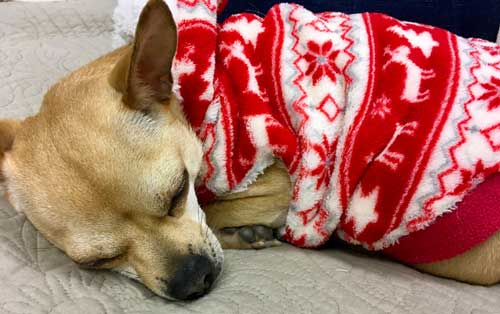 Chihuahua named Peanut takes a nap wearing a bright red sweater.