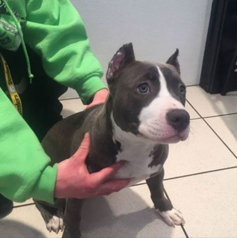 Grey and white Pit Bull puppy visits Airport Animal Hospital after ear crop.