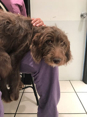 Brown Labradoodle named Gus hangs out at Airport Animal Hospital.