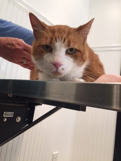 Ginger colored cat poses on exam table at Airport Animal Hospital.