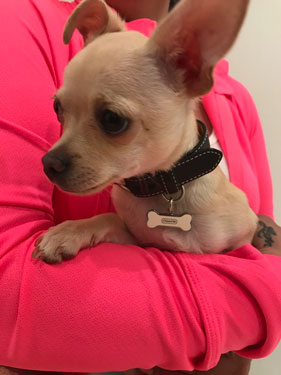 Pappy the perky Chihuahua poses on a bright pink jacket at Airport Animal Hospital.