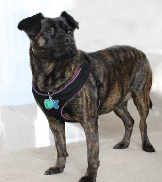 Dr. Cuesta's dog Patience, a brindle mixed breed.