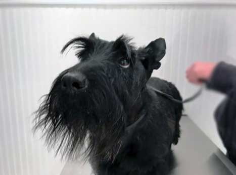 Black Schnauzer visits Airport Animal Hospital after a dog show.
