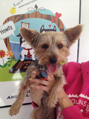 Brown and grey Yorkie dog is photographed next to colorful poster at Airport Animal Hospital.