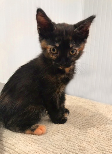 Cute tortie kitten named Mio visits Airport Animal Hospital for check up and vaccines.