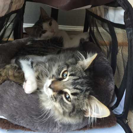 Two grey and white tabby cats in a carrier while visiting the vet at Airport Animal Hospital.