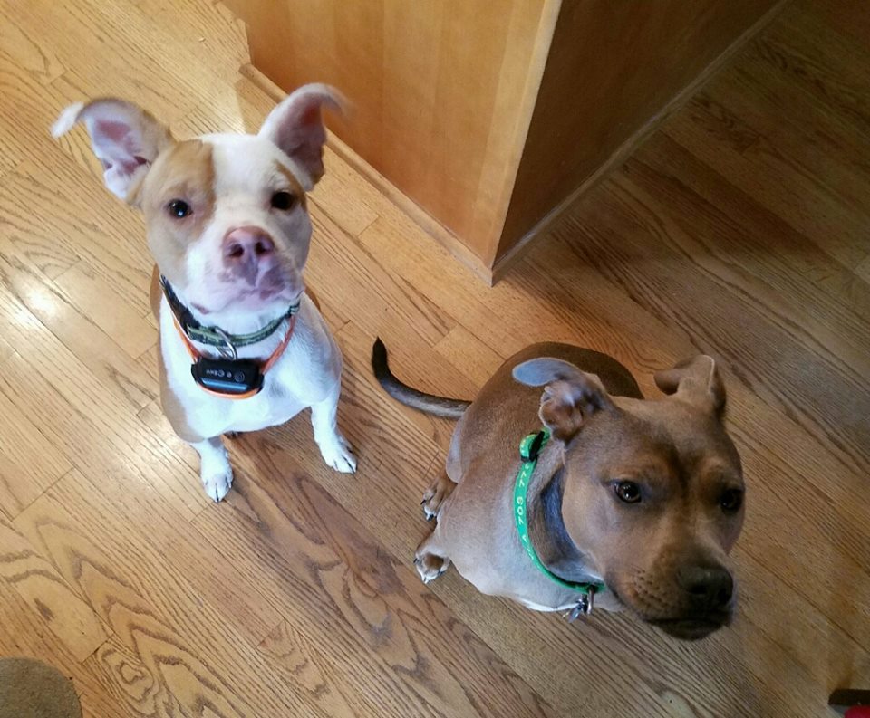 Pair of Pit Bull dogs look up at the camera.