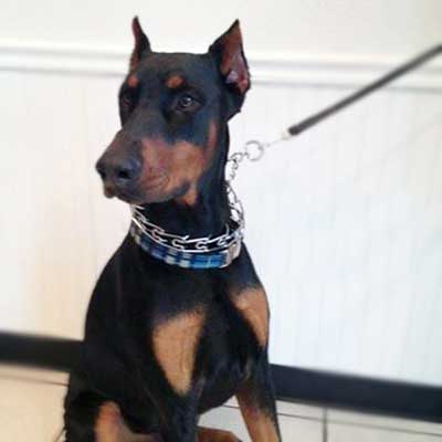 Doberman Max with cropped ears poses for a picture at Airport Animal Hospital.
