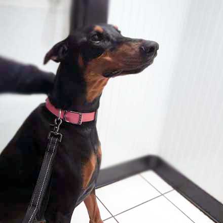 Zoey Doberman looks alert for photo at Airport Animal Hospital.