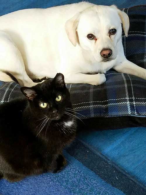 Black cat Luna and white dog Romeo share a blue plaid pillow.