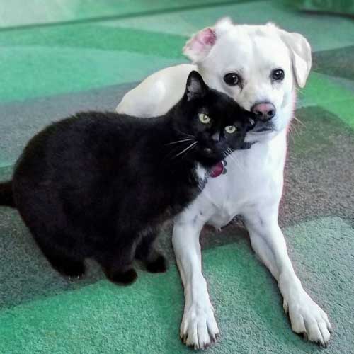 Luna kitty and her boyfriend Romeo the white dog pose together.