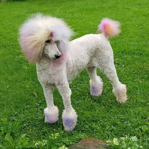 PEACHES POODLE rocks a fancy haircut with purple and pink dyed head, tail and feet.