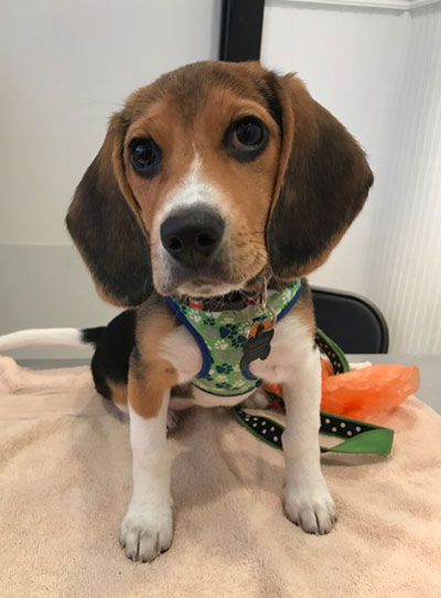 Sophie Beagle puppy wearing a green harness poses on exam table at Airport Animal Hospital during vet visit.
