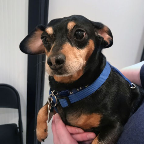Dachshund Itty Bitty visits the vet at Airport Animal Hospital