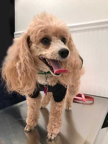 Light colored Toy Poodle poses in exam room at Airport Animal Hospital.