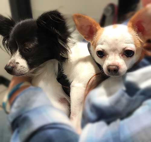 Pair of small dogs, one black and white Papillon, one brown and white Chihuahua.
