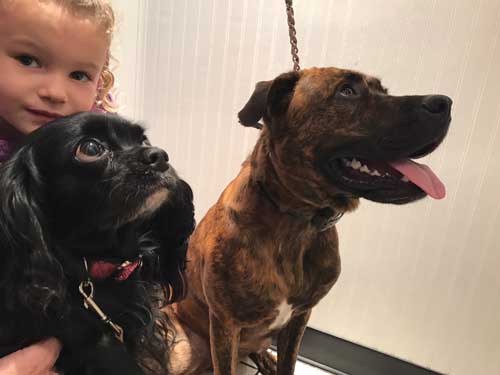 Pair of small dogs pose with a little girl. Black spaniel and small brindle pose for the camera in the exam room at Airport Animal Hospital.