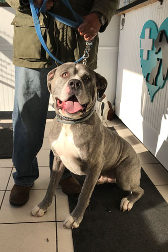 Large grey muscle breed dog poses for a picture in the lobby during his visit to Airport Animal Hospital for shots and a check-up.