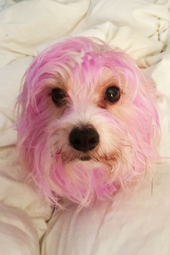 Small white long-haired mutt is dyed cotton-candy pink by her owner.
