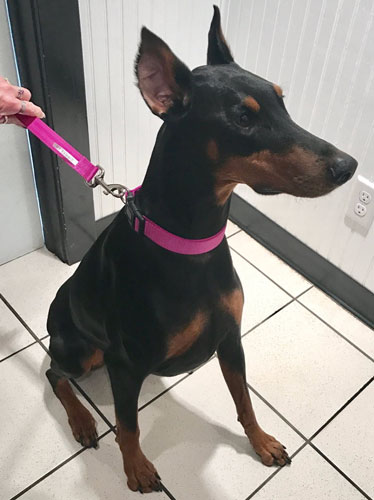 Doberman with perky ear crop and a pink collar comes in for a check up with Dr. Cuesta.