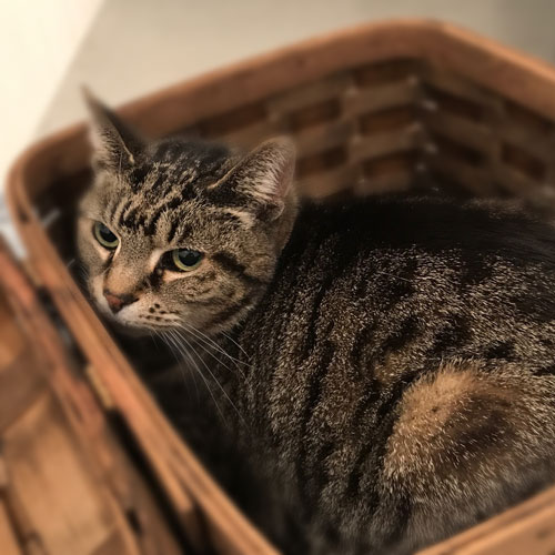 Brown tabby cat poses in a pretty basket during her visit for a check-up at Airport Animal Hospital.