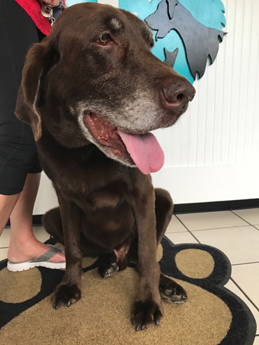 Chocolate Lab visits Airport Animal Hospital. Henry poses on a paw print rug by the front desk in the lobby.
