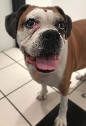 Sweet medium-sized dog Sadie visits the veterinarian at Airport Animal Hospital in Toledo.
