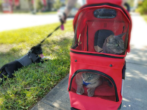 Two grey tabby cats ride in a cat stroller. Black Labrador dog follows on a leash.
