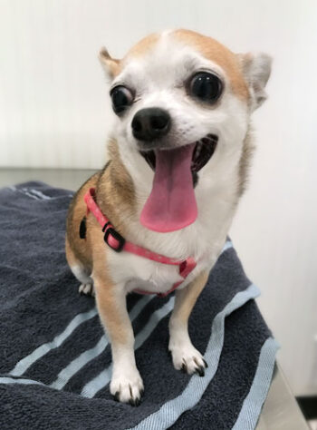 Fawn and white colored Chihuahua is all smiles for her check-up at Airport Animal Hospital in Toledo.