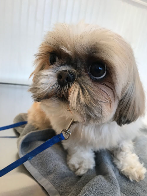 Cute Lhasa-Apso dog visits the vet at Airport Animal Hospital in Toledo.