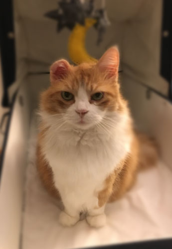 Orange kitty with a tipped ear poses in a baby pram