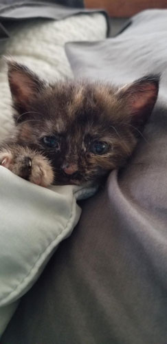 Tortie kitten is tucked in a blanket for a nap