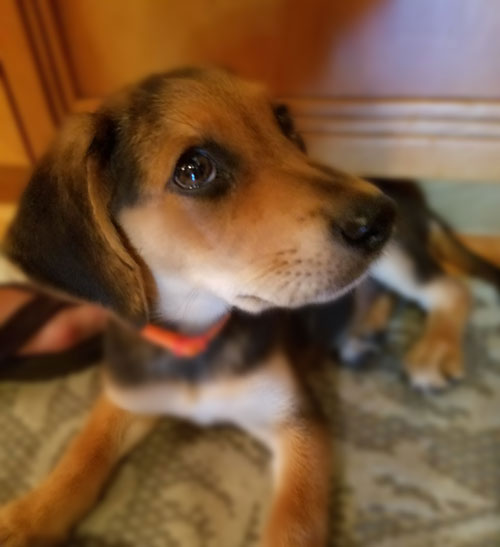 Mix breed pup resembling a Beagle cocks his head to the left in a cute pose