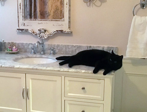 Back cat poses on a marble counterop in a fancy bathroom