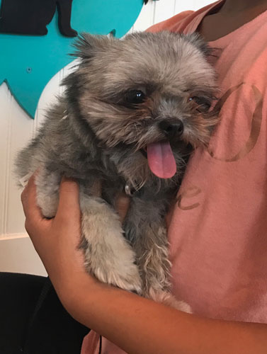 Fluffy grey dog with pink tongue is held by owner at Airport Animal Hospital