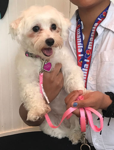 White fluffy dog poses in the arms of owner wearing a Manilla lanyard