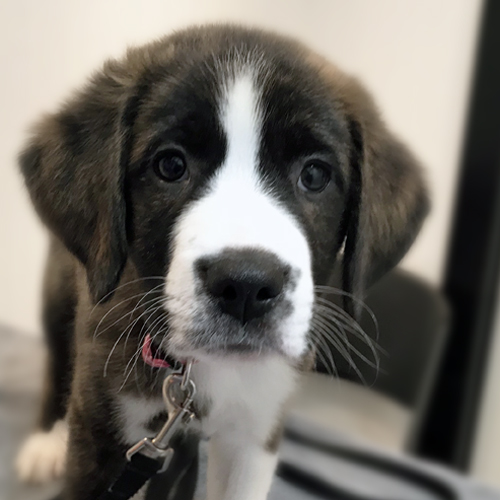 Sweet faced black and white puppy visits Dr. Cuesta at Airport Animal Hospital