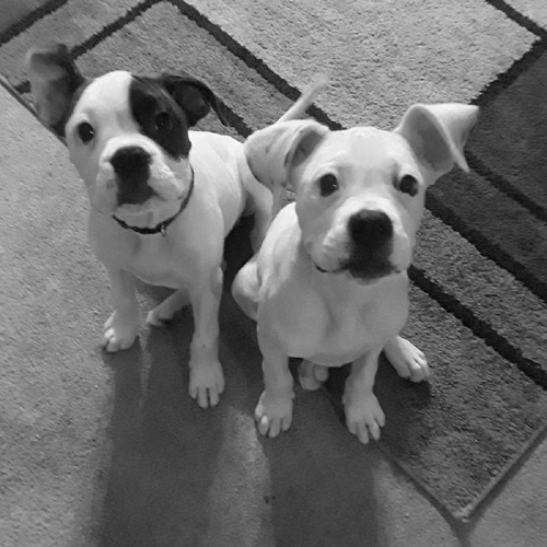White Boxer puppies pose together looking upwards for the camera.