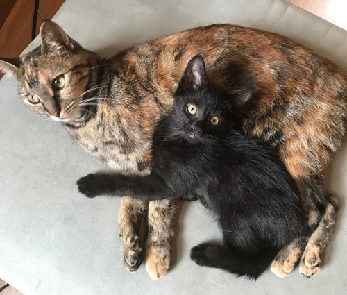 A Tortie cat named Athena adopts a black kitten.