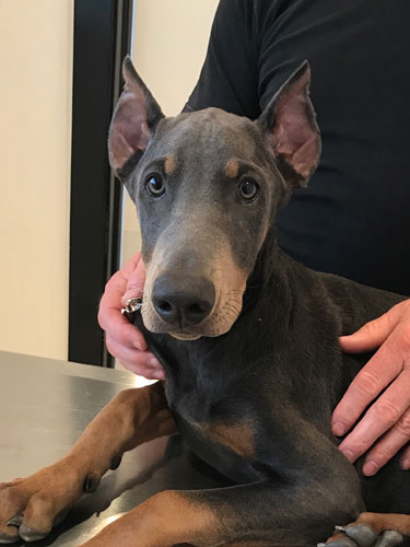 Alert Doberman with ear crop poses for the camera at Airport Animal Hospital in Toledo, Ohio.