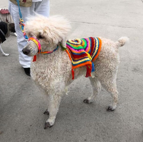 White poodle wears a hand-crocheted Alpaca costume for Barktoberfest.